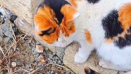 This pregnant cat is so cute