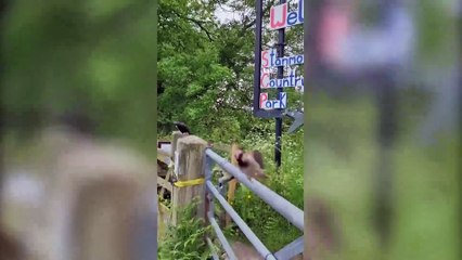 Bridgnorth man strikes up unlikely friendship with robins which he feeds every day