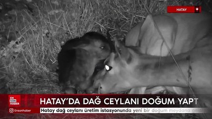 Hatay'da dağ ceylanı doğum yaptı