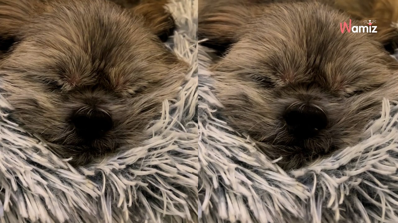 Senior dog is so relieved that he's left the rescue that he snores in ...
