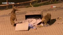 Sarıkamış’ta aç kalan bozayılar çöpleri karıştırdı