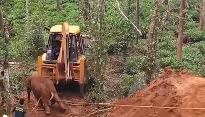 VIDEO:  10 घंटे की मशक्कत से निकाला 30 फुट गहरे कुएं से हाथी के बच्चे को