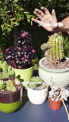 Comment bouturer facilement des plantes grasses ?