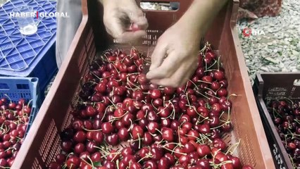 Fenerbahçeli kiraz üreticisi: "Beslediğim ağaç bile Galatasaraylı çıktı"