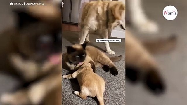 Mały golden retriever zaczyna płakać. Wtedy podchodzi do niego kot i robi coś uroczego (video)