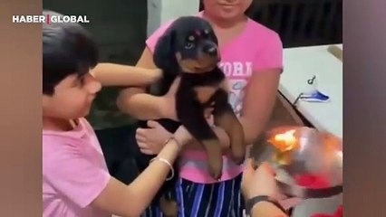 Hintli bir aile tarafından sahiplenilen köpeğin geleneklere uyduğu anlar güldürdü