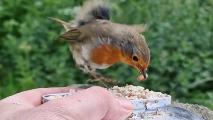 Man strikes up unlikely friendship with robins which he feeds every day