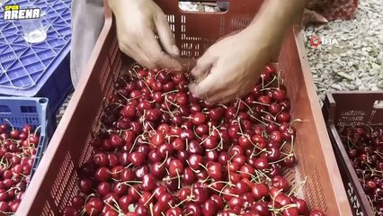 Fenerbahçeli kiraz üreticisinin şaşkınlığı: Ağaç bile Galatasaraylı