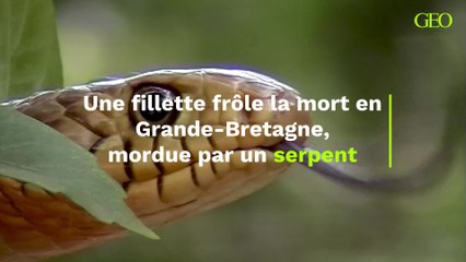 "Ses organes se sont arrêtés" : mordue par le seul serpent venimeux de Grande-Bretagne, un fillette frôle la mort