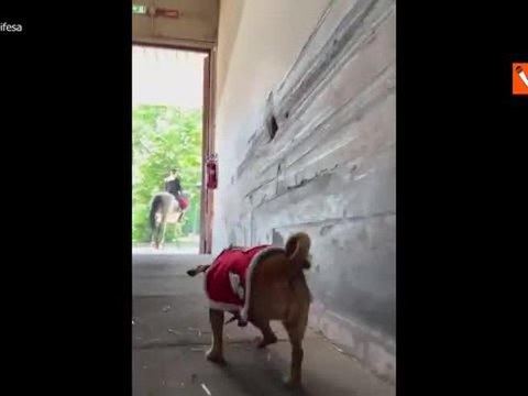 La mascotte dei carabinieri Briciola si prepara per il 2 giugno e celebra i 10 anni di servizio