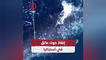 إنقاذ حوت عالق في أستراليا