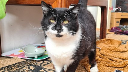 Il nourrit les chats errants du quartier : les marques sur le corps d'un matou révèlent un passé sombre