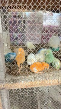 Cute Chicks Colorfull Chicken baby’s lovely Chicks