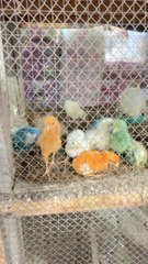 Cute Chicks  Colorfull Chicken baby’s  lovely Chicks 