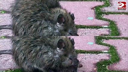 Las ratas no fueron la única causa de la peste negra