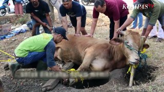 Jangan Beli Kambing Kurban Sebelum Lihat Tips Berikut | SINAU