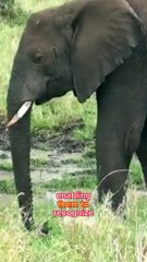 An Elephant Never Forgets: Insights into Their Emotional Intelligence