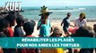 Réhabiliter les plages pour nos amies les tortues