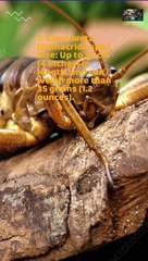 10 Biggest Insects in the World