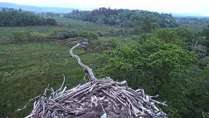 Elen received visitors earlier this month -a cuckoo and a cheeky meadow pipit.