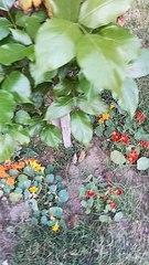 #Natural #vibes #information