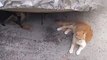 Cute Cat With Her Kittens in the Garage #catvideos #catvideooftheday #cat #nature #naturelovers #reels #bts #statues #viral  ❤️ Cat Corner ❤️ cat video, cat videos, cat videos for kids