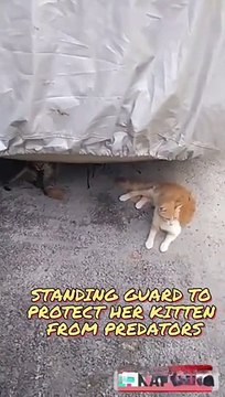Cute Cat With Her Kittens in the Garage #catvideos #catvideooftheday #cat #nature #naturelovers #reels #bts #statues #viral ❤️ Cat Corner ❤️ cat video, cat videos, cat videos for kids