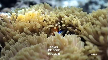 Les sentinelles de l'océan