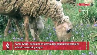 Ömrünü çok sevdiği koyunlarına adadı