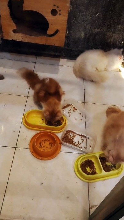 Kucing