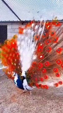 BEAUTIFUL Peacock butterfly Pets video clips
