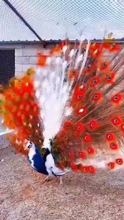 BEAUTIFUL Peacock butterfly Pets video clips
