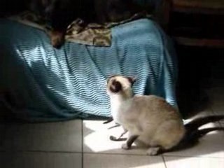 Blanco qui donne un coup de pate à Kapy qui a rien demander