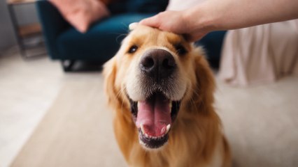 Watchdog launches formal investigation as vet bills double since 2015