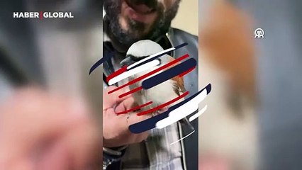 Bitkin halde bulundu, doğada eşine az rastlanan tür vatandaşlar kurtardı