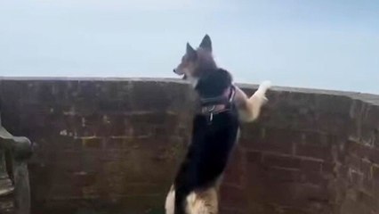 Man walking the entire UK coastline with his dog - a journey of 11,023 miles