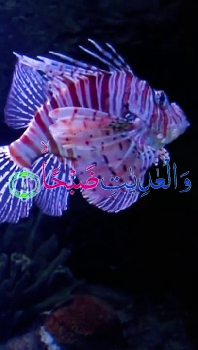 #best  Tilawat of  quran surah in the beautiful voice #quran #quranrecitation #quranic