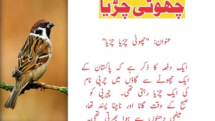 Little sparrow   /Urdu story/beautiful moral story