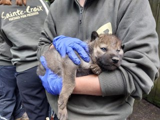 Naissance de louveteaux au parc de Sainte-Croix