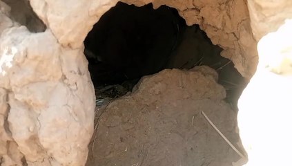 My vlog best video birds in bil child birds