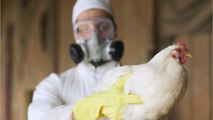 Vogelgrippe: Ist die nächste Pandemie auf dem Weg zu uns?