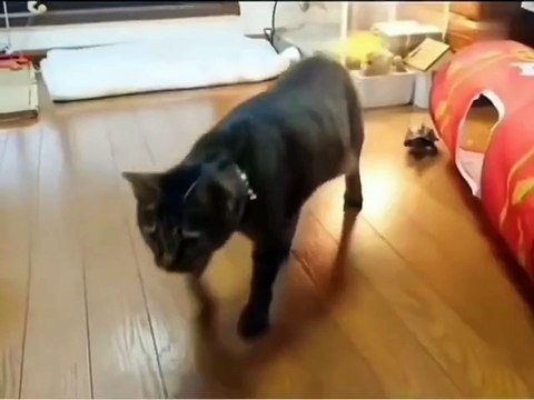 Vous n'avez jamais vu de tortue aussi rapide !