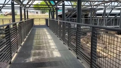 Descubren dibujos de gladiadores y cazadores realizados por niños en paredes de Pompeya