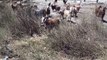 Goats Grazing in Forest Serenity