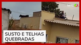 Bezerro sobe escada e fica 'preso' em cima de telhado de casa em Goiás