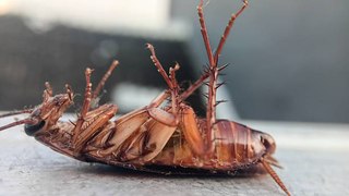 Las Cucarachas Existen Por Culpa De Los Humanos