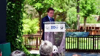 La nueva pareja joven de pandas gigantes, Jin Xi y Zhu Yu, llegan al Zoo de Madrid