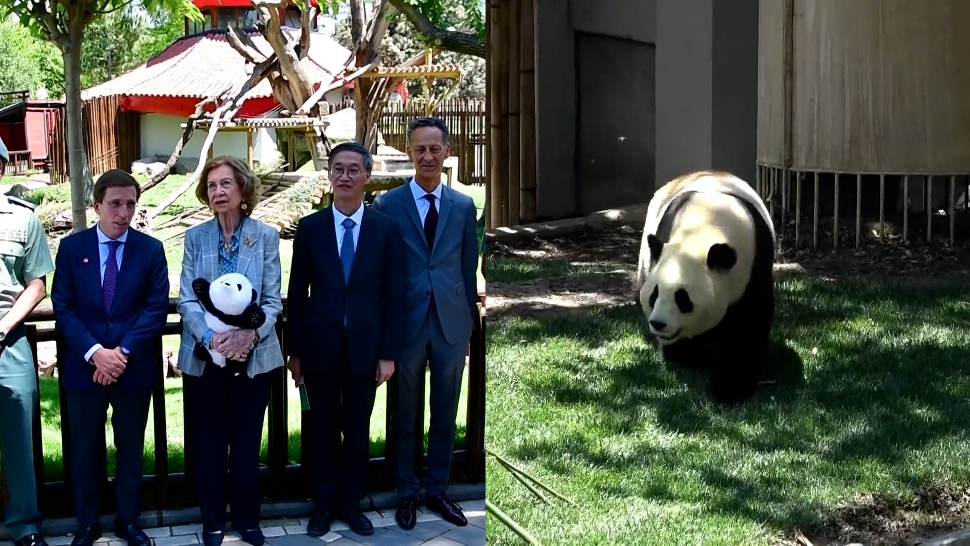 La Reina Sofa da la bienvenida a los nuevos osos panda del Zoo de Madrid