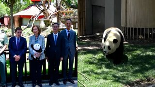 La Reina Sofía da la bienvenida a los nuevos osos panda del Zoo de Madrid