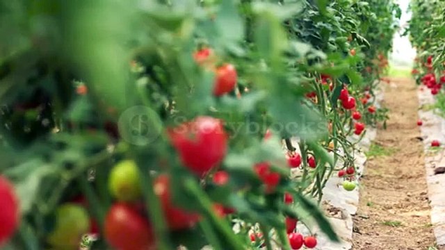 Tomato production technology |Tomato production|Tomato cultivation in pakistan|Tomato Harvest